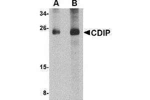 Image no. 1 for anti-LITAF-Like Protein (CDIP1) (Middle Region 1) antibody (ABIN1031187)