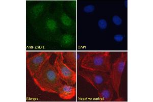 Image no. 3 for anti-Zinc Finger, GATA-Like Protein 1 (ZGLP1) (Internal Region) antibody (ABIN570846)