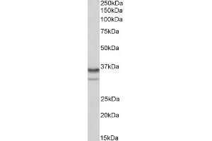 Image no. 3 for anti-Heterogeneous Nuclear Ribonucleoprotein A2/B1 (HNRNPA2B1) (Internal Region) antibody (ABIN1781995)