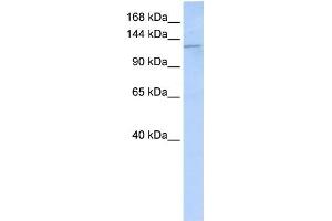 Image no. 2 for anti-Desmoglein 2 (DSG2) (N-Term) antibody (ABIN634678)