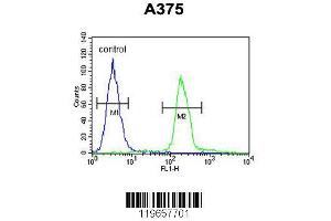 Image no. 3 for anti-Transthyretin (TTR) (AA 71-98), (C-Term) antibody (ABIN652227)