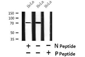 Image no. 1 for anti-RAN Binding Protein 3 (RANBP3) (pSer126) antibody (ABIN6268196)