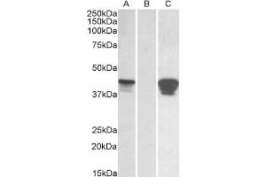 Image no. 2 for anti-SLAM Family Member 8 (SLAMF8) (C-Term) antibody (ABIN1590096)