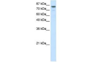 Image no. 1 for anti-Helicase-Like Transcription Factor (HLTF) (N-Term) antibody (ABIN925791)