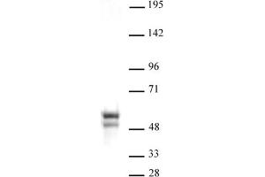 Image no. 1 for anti-Nucleosome Assembly Protein 1-Like 1 (NAP1L1) (N-Term) antibody (ABIN6972406)