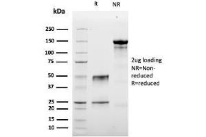 Image no. 1 for anti-Granzyme B (GZMB) (AA 73-187) antibody (ABIN6939593)