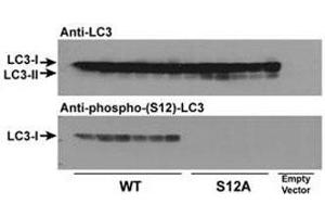 LC3C antibody  (pSer12)