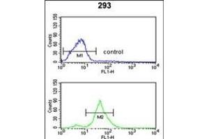 TSPAN12 antibody  (C-Term)