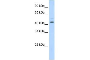 TSG101 anticorps  (Middle Region)