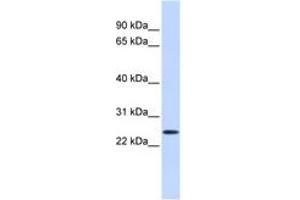 Image no. 1 for anti-Proline Rich Gla (G-Carboxyglutamic Acid) 1 (PRRG1) (AA 36-85) antibody (ABIN6740868)