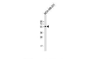 Image no. 2 for anti-Cyclin D Binding Myb-Like Transcription Factor 1 (DMTF1) (AA 146-175), (N-Term) antibody (ABIN1539027)