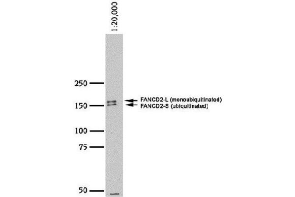 anti-Fanconi Anemia, Complementation Group D2 (FANCD2) (N-Term) antibody