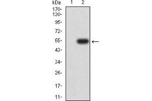 Western blot analysis using CHRNA10 mAb against HEK293 (1) and CHRNA10 (AA: extra 25-237)-hIgGFc transfected HEK293 (2) cell lysate.