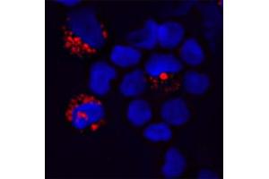 Image no. 4 for anti-Toll-Like Receptor 9 (TLR9) (Cytoplasmic Domain) antibody (ABIN571376)