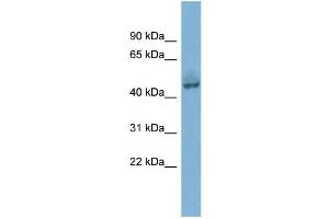 Image no. 2 for anti-Pygopus Homolog 1 (Drosophila) (PYGO1) (Middle Region) antibody (ABIN2784247)