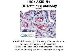 Image no. 1 for anti-Akirin 1 (AKIRIN1) (N-Term) antibody (ABIN1731640)