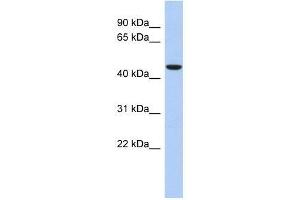 Image no. 1 for anti-Zinc Finger Protein 566 (ZNF566) (Middle Region) antibody (ABIN927556)