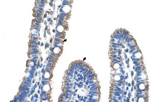 Image no. 2 for anti-Transmembrane Protein 8B (TMEM8B) (Middle Region) antibody (ABIN2775435)