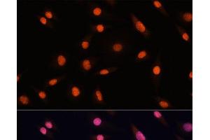 Immunofluorescence analysis of L929 cells using CHD4 Polyclonal Antibody at dilution of 1:100.