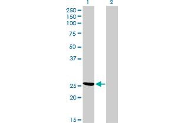 CLIC3 antibody  (AA 137-237)