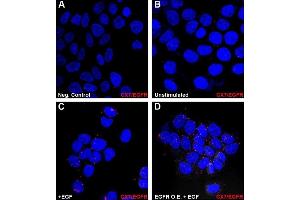 Image no. 7 for anti-Chemokine (C-X-C Motif) Receptor 7 (CXCR7) (Internal Region) antibody (ABIN2857021)