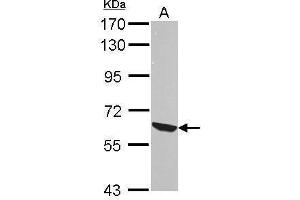 Image no. 5 for anti-V-Rel Reticuloendotheliosis Viral Oncogene Homolog B (RELB) (C-Term) antibody (ABIN2855360)