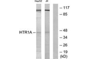 Image no. 1 for anti-Serotonin Receptor 1A (HTR1A) (AA 291-340) antibody (ABIN1534238)