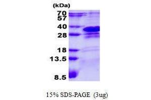 Image no. 1 for Charged Multivesicular Body Protein 1A (CHMP1A) protein (ABIN2128533)