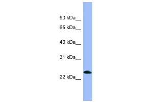 Image no. 1 for anti-Prepronociceptin (PNOC) (Middle Region) antibody (ABIN634785)