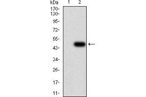 Image no. 4 for anti-Unc-51 Like Kinase 2 (ULK2) (AA 1-155) antibody (ABIN5882566)