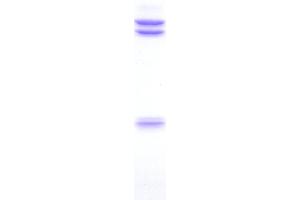 SDS-PAGE (SDS) image for anti-Green Fluorescent Protein (GFP) antibody (ABIN2451988)