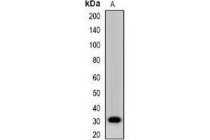 Western blot analysis of Nanos 1 expression in NIH3T3 (A) whole cell lysates.