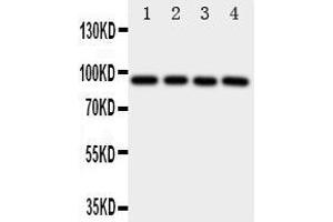 Image no. 1 for anti-Aryl Hydrocarbon Receptor (AHR) (AA 832-848), (C-Term) antibody (ABIN3043054)