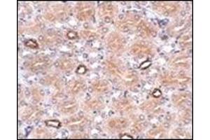 Image no. 1 for anti-Notum Pectinacetylesterase Homolog (NOTUM) (N-Term) antibody (ABIN500375)