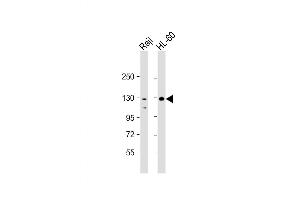 Image no. 1 for anti-Telomerase Reverse Transcriptase (TERT) (AA 1104-1132) antibody (ABIN5533222)