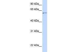 Image no. 2 for anti-24-Dehydrocholesterol Reductase (DHCR24) (N-Term) antibody (ABIN2782831)