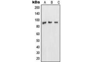 Image no. 1 for anti-Nucleoporin 88kDa (NUP88) (Center) antibody (ABIN2706721)