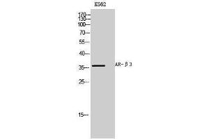 Image no. 1 for anti-Adrenergic, beta-3-, Receptor (ADRB3) (Internal Region) antibody (ABIN3183396)