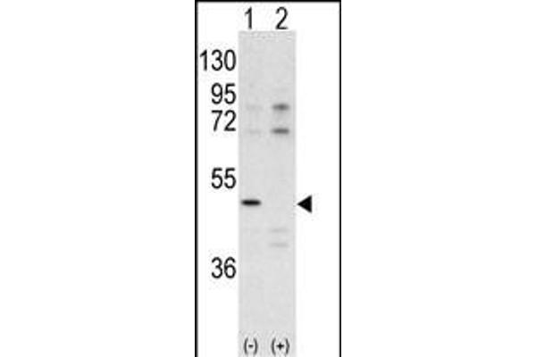 CDK10 anticorps  (N-Term)