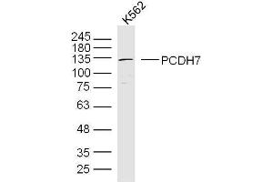 Image no. 1 for anti-Protocadherin 7 (PCDH7) (AA 31-130) antibody (ABIN4912815)