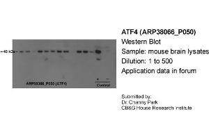 Image no. 2 for anti-Activating Transcription Factor 4 (Tax-Responsive Enhancer Element B67) (ATF4) (N-Term) antibody (ABIN2780377)