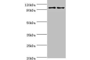 Neuroligin Y antibody  (AA 682-816)