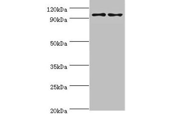 Neuroligin Y anticorps  (AA 682-816)