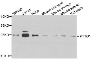 Western blot analysis of extracts of various cell lines, using PTTG1 antibody.