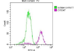 Overlay histogram showing Jurkat cells stained with ABIN7127667 (red line) at 1:50.