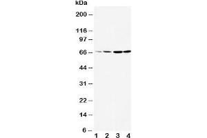Image no. 1 for anti-Dopamine Receptor D1 (DRD1) (AA 221-242) antibody (ABIN3030766)