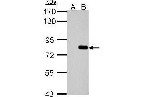 Image no. 1 for anti-SLU7 Splicing Factor Homolog (SLU7) (C-Term) antibody (ABIN2856450)