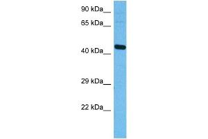 Image no. 4 for anti-Activating Transcription Factor 4 (Tax-Responsive Enhancer Element B67) (ATF4) (N-Term) antibody (ABIN2779918)