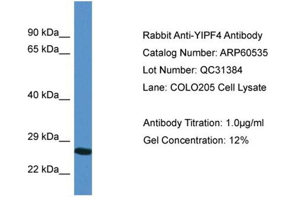 anti-Yip1 Domain Family, Member 4 (YIPF4) (N-Term) antibody