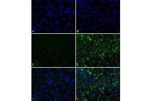 Immunofluorescence (fixed cells) (IF/ICC) image for Synuclein, alpha (SNCA) (full length) (Active) protein (ABIN5065824)